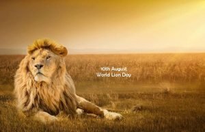10 August World Lion Day 2020