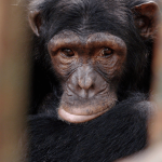 A chimpanzee in a sanctuary in Cameroon, Africa