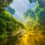 Amazing scenic view Tropical forest with jungle river on background green trees in the morning rays of the sun
