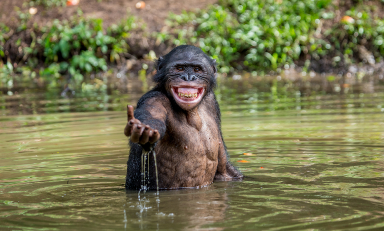 Bonobo standing waist deep in water. Rare picture. Democratic Republic of the Congo