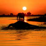 Elephant Sunset A picture of an elephant sunset taken from a boat on the chobe river ,Botswana