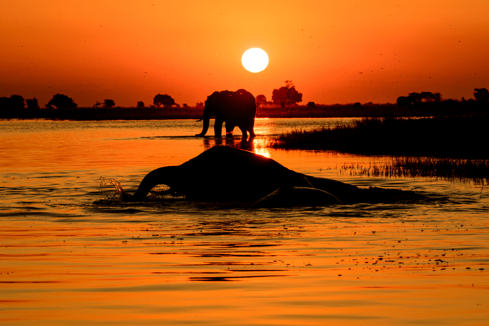 Elephant Sunset A picture of an elephant sunset taken from a boat on the chobe river Botswana