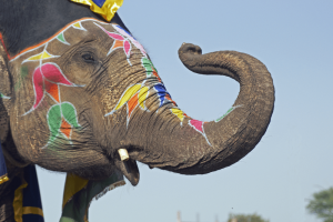 Elephant Festival 2019
