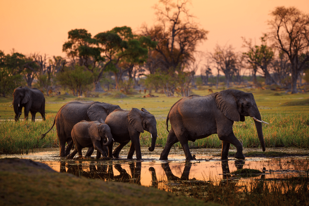 Elephants in Moremi National Park Botswana