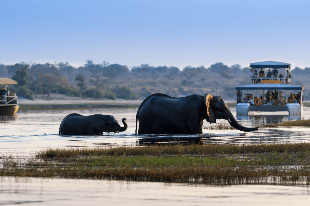 Female African Elephant and its cub crossing the Chobe River in the Chobe National Park with tourist boats on the background Concept for travel in Botswana and Safari
