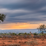 Golden sunrise in the african bush. Giraffe walking in wonderful landscape and dramatic colorful sky