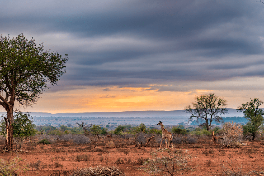 Golden sunrise in the african bush Giraffe walking in wonderful landscape and dramatic colorful sky