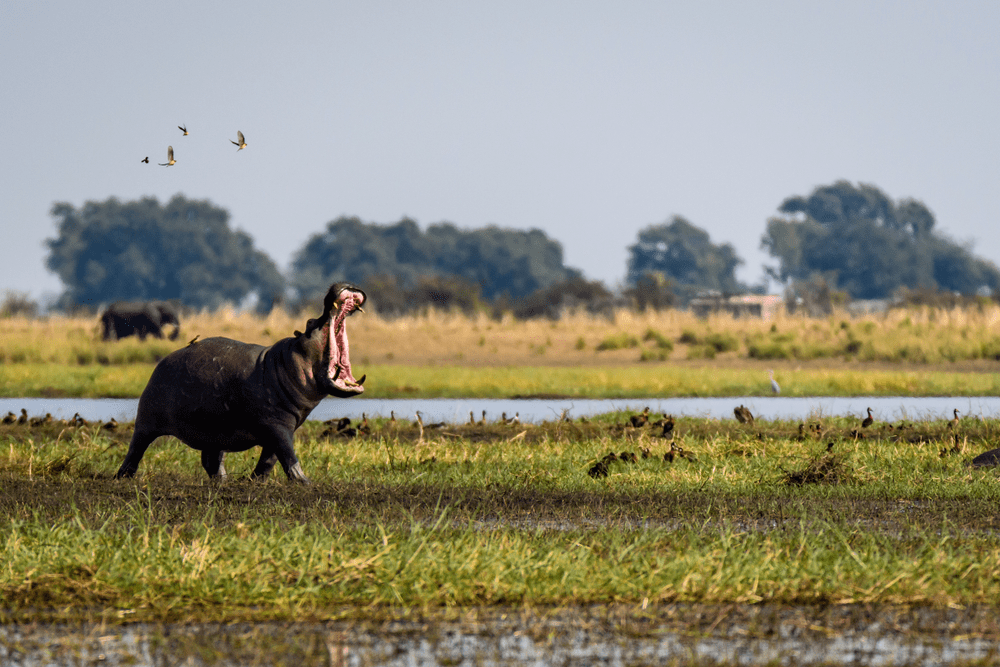 Hippo with mouth wide open running and dancing with small birds on the bank of the Chobe River Botswana Africa