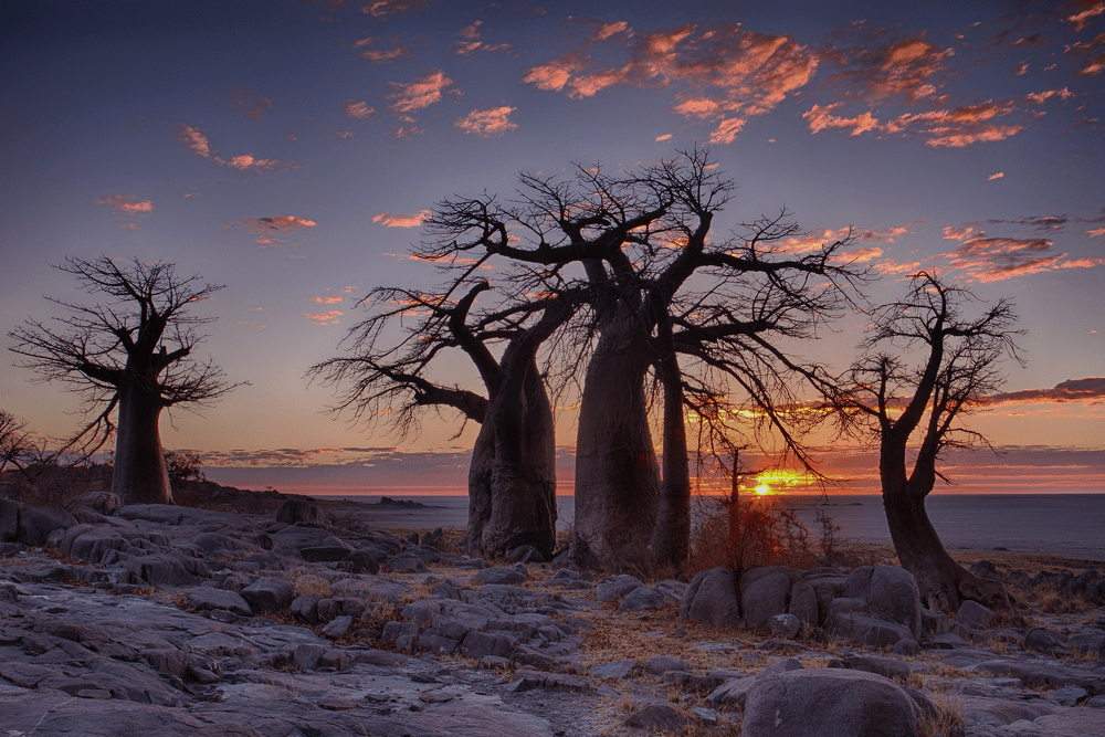 Sunrise with Baobab trees in foreground at LeKubu island, Botswana