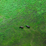 Two hippo and aerial landscape in Okavango delta, Botswana. Lakes and rivers, view from airplane. Green vegetation in South Africa. Trees with water in rainy season