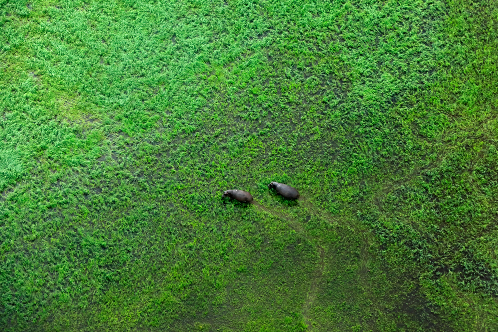 Two hippo and aerial landscape in Okavango delta Botswana Lakes and rivers view from airplane Green vegetation in South Africa Trees with water in rainy season