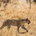 a female leopard (panthera pardus) in the wild stalking prey, appearing to be moving with focus