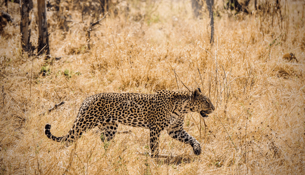 a female leopard panthera pardus in the wild stalking prey appearing to be moving with focus