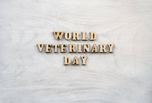 Photo of World Veterinary Day April 24th