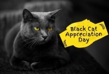 Photo of Black Cat Appreciation Day – August 17