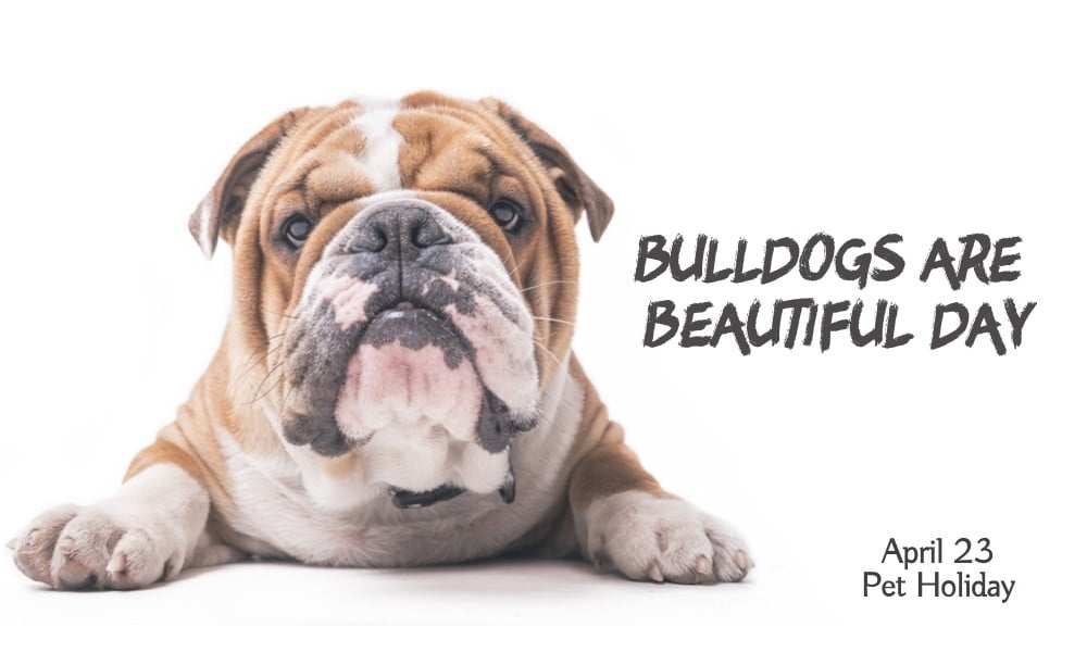 bulldogs are beautiful day