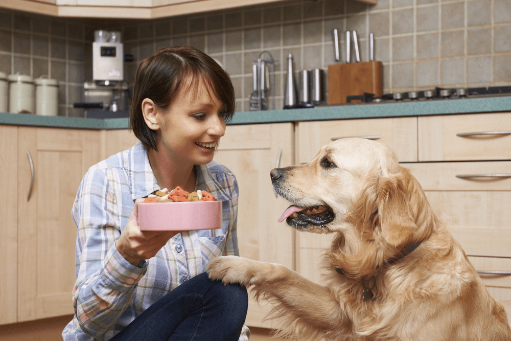 Cook Food For Your Pets Day