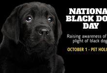 Photo of National Black Dog Day