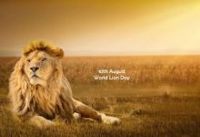 Photo of World Lion Day
