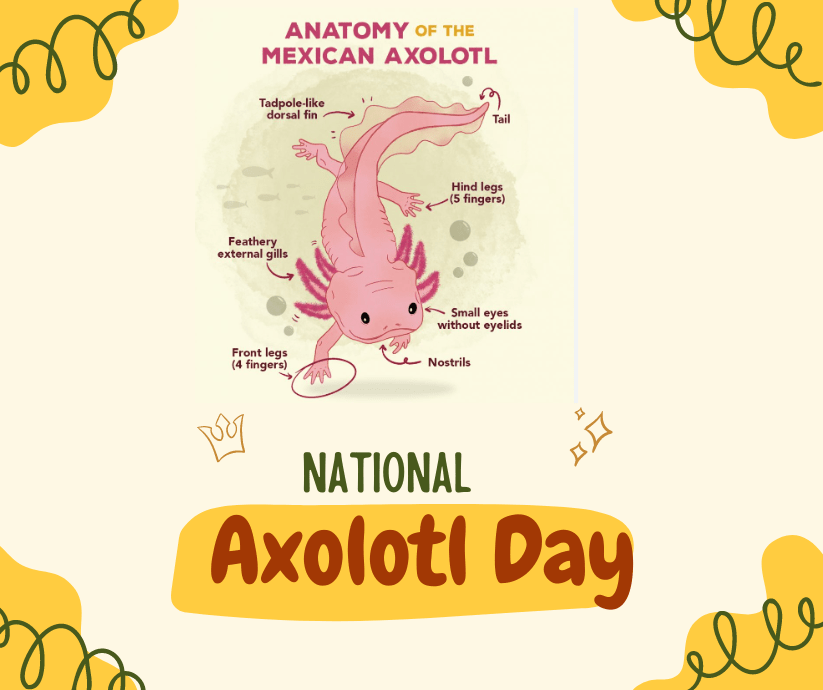 National Axolotl Day