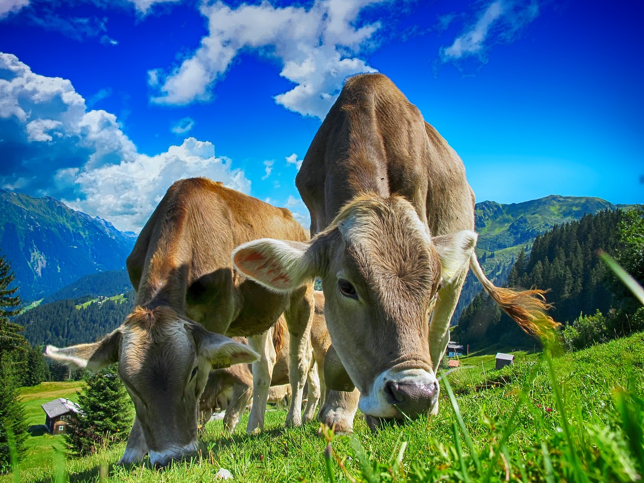 cows, cattle, farm-2641195.jpg